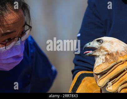 210320 -- PEKING, 20. März 2021 -- Dai Chang, ein Mitarbeiter des ifaw Beijing Raptor Rescue Center, überprüft einen Buteo, bevor er ihn in Peking, der Hauptstadt Chinas, am 20. März 2021 freigibt. Zwei Buteos wurden in der Nähe des Yeya Lake Wetland Park im Pekinger Bezirk Yanqing nach dreimonatiger Erholung im ifaw Beijing Raptor Rescue Center freigelassen. Von 2001 bis Ende 2020 wurden insgesamt 5.386 Raptoren vom Rettungszentrum gerettet, mehr als die Hälfte davon wurde in die Wildnis entlassen. CHINA-BEIJING-BUTEOS-RELEASE CN LixJing PUBLICATIONxNOTxINxCHN Stockfoto