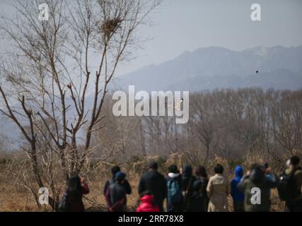 210320 -- PEKING, 20. März 2021 -- Menschen schauen sich die freigegebenen Buteos in Peking, Hauptstadt von China, 20. März 2021 an. Zwei Buteos wurden in der Nähe des Yeya Lake Wetland Park im Pekinger Bezirk Yanqing nach dreimonatiger Erholung im ifaw Beijing Raptor Rescue Center freigelassen. Von 2001 bis Ende 2020 wurden insgesamt 5.386 Raptoren vom Rettungszentrum gerettet, mehr als die Hälfte davon wurde in die Wildnis entlassen. CHINA-BEIJING-BUTEOS-RELEASE CN LixJing PUBLICATIONxNOTxINxCHN Stockfoto