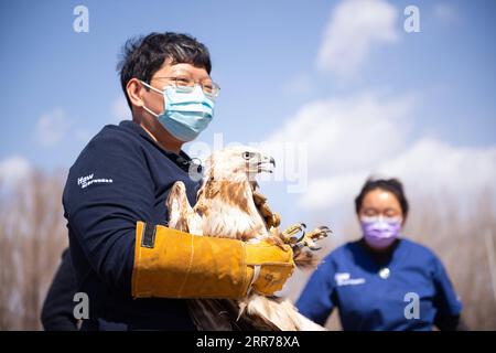 210320 -- PEKING, 20. März 2021 -- Zhou Lei L, ein Mitarbeiter des ifaw Beijing Raptor Rescue Center, bereitet sich auf die Freilassung eines Buteo in Peking, der Hauptstadt Chinas, am 20. März 2021 vor. Zwei Buteos wurden in der Nähe des Yeya Lake Wetland Park im Pekinger Bezirk Yanqing nach dreimonatiger Erholung im ifaw Beijing Raptor Rescue Center freigelassen. Von 2001 bis Ende 2020 wurden insgesamt 5.386 Raptoren vom Rettungszentrum gerettet, mehr als die Hälfte davon wurde in die Wildnis entlassen. CHINA-BEIJING-BUTEOS-RELEASE CN ChenxZhonghao PUBLICATIONxNOTxINxCHN Stockfoto