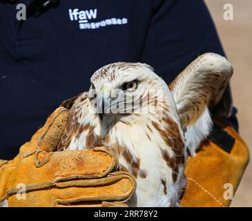 210320 -- PEKING, 20. März 2021 -- Zhou Lei, ein Mitarbeiter des ifaw Beijing Raptor Rescue Center, bereitet sich auf die Freilassung eines Buteo in Peking, der Hauptstadt Chinas, am 20. März 2021 vor. Zwei Buteos wurden in der Nähe des Yeya Lake Wetland Park im Pekinger Bezirk Yanqing nach dreimonatiger Erholung im ifaw Beijing Raptor Rescue Center freigelassen. Von 2001 bis Ende 2020 wurden insgesamt 5.386 Raptoren vom Rettungszentrum gerettet, mehr als die Hälfte davon wurde in die Wildnis entlassen. CHINA-BEIJING-BUTEOS-RELEASE CN LixJing PUBLICATIONxNOTxINxCHN Stockfoto