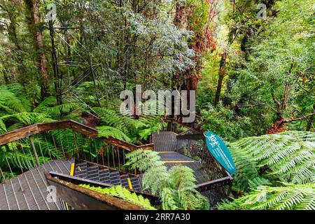 Die atemberaubende öffentliche Rainforest Gallery an den Hängen des Mt Donna Buang in der Nähe von Warburton Victoria, Australien Stockfoto