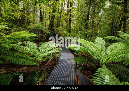 Die atemberaubende öffentliche Rainforest Gallery an den Hängen des Mt Donna Buang in der Nähe von Warburton Victoria, Australien Stockfoto