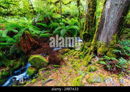 Die atemberaubende öffentliche Rainforest Gallery an den Hängen des Mt Donna Buang in der Nähe von Warburton Victoria, Australien Stockfoto