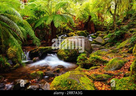 Die atemberaubende öffentliche Rainforest Gallery an den Hängen des Mt Donna Buang in der Nähe von Warburton Victoria, Australien Stockfoto