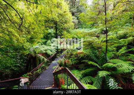 Die atemberaubende öffentliche Rainforest Gallery an den Hängen des Mt Donna Buang in der Nähe von Warburton Victoria, Australien Stockfoto