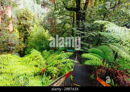 Die atemberaubende öffentliche Rainforest Gallery an den Hängen des Mt Donna Buang in der Nähe von Warburton Victoria, Australien Stockfoto