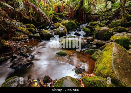 Die atemberaubende öffentliche Rainforest Gallery an den Hängen des Mt Donna Buang in der Nähe von Warburton Victoria, Australien Stockfoto