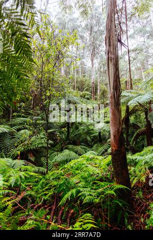 Die beliebten Wanderwege nach La La Falls nach starken Regenfällen in Warburton, Victoria, Australien Stockfoto