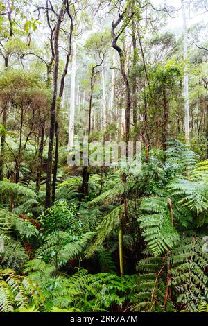 Die beliebten Wanderwege nach La La Falls nach starken Regenfällen in Warburton, Victoria, Australien Stockfoto