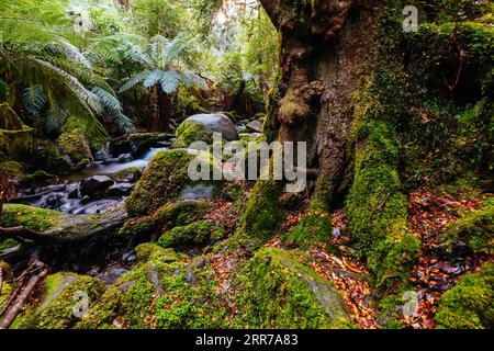 Die atemberaubende öffentliche Rainforest Gallery an den Hängen des Mt Donna Buang in der Nähe von Warburton Victoria, Australien Stockfoto