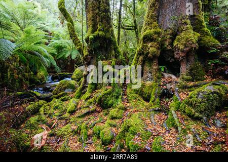 Die atemberaubende öffentliche Rainforest Gallery an den Hängen des Mt Donna Buang in der Nähe von Warburton Victoria, Australien Stockfoto