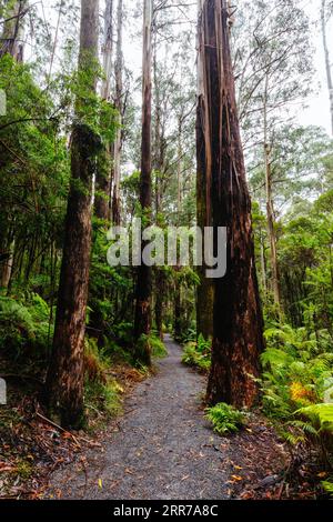 Die beliebten Wanderwege nach La La Falls nach starken Regenfällen in Warburton, Victoria, Australien Stockfoto