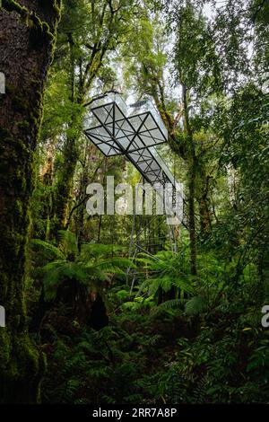 Die atemberaubende öffentliche Rainforest Gallery an den Hängen des Mt Donna Buang in der Nähe von Warburton Victoria, Australien Stockfoto