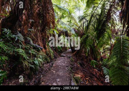 Die beliebten Wanderwege nach La La Falls nach starken Regenfällen in Warburton, Victoria, Australien Stockfoto