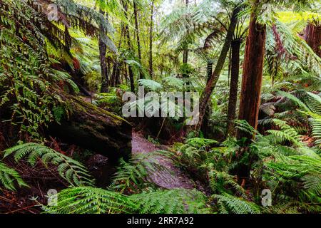 Die beliebten Wanderwege nach La La Falls nach starken Regenfällen in Warburton, Victoria, Australien Stockfoto