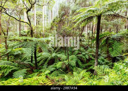 Die beliebten Wanderwege nach La La Falls nach starken Regenfällen in Warburton, Victoria, Australien Stockfoto