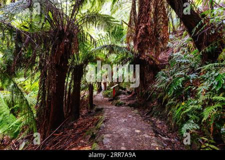 Die beliebten Wanderwege nach La La Falls nach starken Regenfällen in Warburton, Victoria, Australien Stockfoto