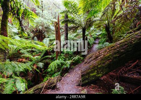 Die beliebten Wanderwege nach La La Falls nach starken Regenfällen in Warburton, Victoria, Australien Stockfoto