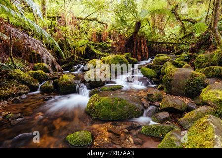 Die atemberaubende öffentliche Rainforest Gallery an den Hängen des Mt Donna Buang in der Nähe von Warburton Victoria, Australien Stockfoto