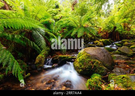 Die atemberaubende öffentliche Rainforest Gallery an den Hängen des Mt Donna Buang in der Nähe von Warburton Victoria, Australien Stockfoto