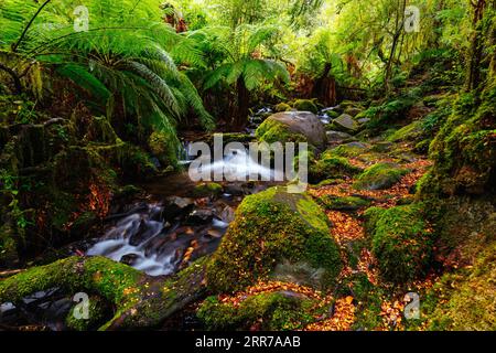 Die atemberaubende öffentliche Rainforest Gallery an den Hängen des Mt Donna Buang in der Nähe von Warburton Victoria, Australien Stockfoto