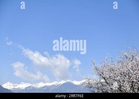 210327 -- NYINGCHI, 27. März 2021 -- Foto aufgenommen am 27. März 2021 zeigt Pfirsichblüten und schneebedeckte Berge im Gala-Dorf Nyingchi im Südwesten Chinas autonomer Region Tibet. CHINA-TIBET-NYINGCHI-SPRING SCENERYCN SunxRuibo PUBLICATIONxNOTxINxCHN Stockfoto