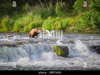 Braunbär und fliegender Vogel auf Brooks Falls. Katmai-Nationalpark. Alaska. USA. Stockfoto