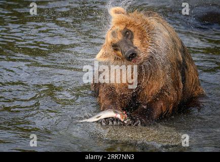 Ein brauner Bär mit Lachs in den Pfoten, schüttelnder Kopf und Wassertropfen werfend. Katmai-Nationalpark. Alaska. Stockfoto