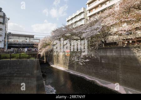 210401 -- TOKIO, 1. April 2021 -- Foto aufgenommen am 1. April 2021 zeigt die Kirschblüten am Meguro-Fluss in Tokio, Japan. JAPAN-TOKIO-KIRSCHBLÜTEN DuxXiaoyi PUBLICATIONxNOTxINxCHN Stockfoto