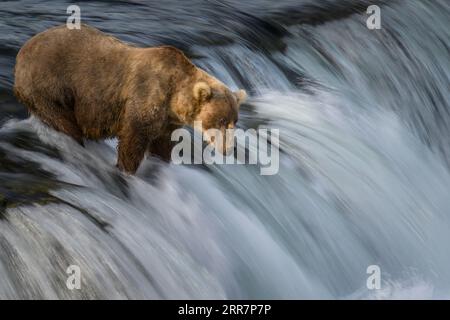 Langzeitbelichtung eines Braunbärenlachses bei Brooks Falls. Katmai-Nationalpark. Alaska. Stockfoto