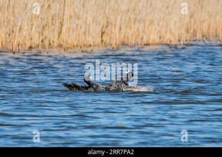 Blässhuhn territorialen Streit Stockfoto