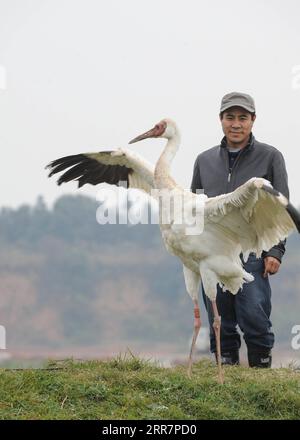 210401 -- SHENYANG, 1. April 2021 -- Aktenfoto, aufgenommen am 20. November 2012, zeigt Wang Weiyan, wie er einen weißen Kran sieht, der freigegeben werden soll. Das Shenyang Raptor Rescue Center ist die Heimat von verletzten Raptoren aller Art. Wang Weiyan, 58, ist Direktor des Zentrums. Aus tiefer Liebe zu Vögeln wurde Wang Freiwilliger im Vogelschutz. Er arbeitet als Raptorenrehabilitator und hat die kostbarsten Jahre seines Lebens der Vogelpflege gewidmet. Das Shenyang Raptor Rescue Center wurde im Juli 2009 von einer Gruppe von Vogelliebhabern und Vogelschützern gegründet und verfügt über drei Rettungsbasen, ein kooperatives Tierkrankenhaus und einen Online-WeChat Stockfoto