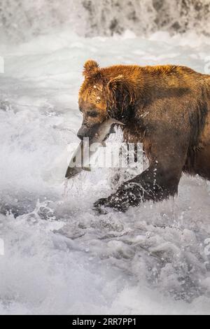 Ein Braunbär fing einen Lachs in seinem Mund an den Brooks Falls. Katmai-Nationalpark. Alaska. Vertikales Format. Stockfoto