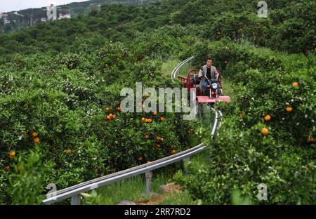 210403 -- CHONGQING, 3. April 2021 -- Ein Dorfbewohner fährt einen vierrädrigen LKW mit ernteten Orangen auf einer Spur im Zickzack entlang des Geländes des Hangs in einem Obstgarten im Santuo Village im Fengjie County, südwestchinesisches Chongqing, 31. März 2021. Dank des einzigartigen Klimas und der geografischen Umgebung ist Fengjie für seine hochwertigen Nabelorangen bekannt. Der Transport der Orangen war jedoch schon immer ein großes Problem, da die Grafschaft in den Hügeln versteckt ist. Um das Problem zu lösen, kehrte Zhang Runfu, ein Unternehmer, der seit über 20 Jahren in der Provinz Guangdong arbeitet, zurück Stockfoto