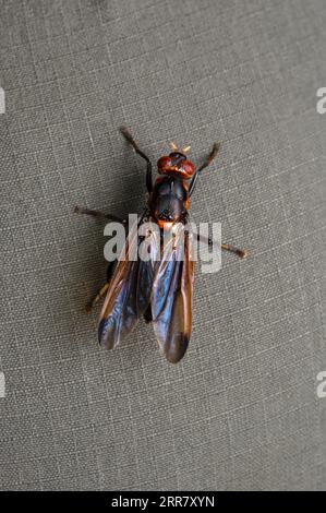 Wespenfliege, Syrphidae, Satara, Maharashtra, Indien Stockfoto