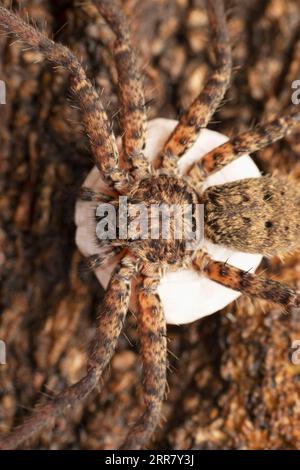 Huntsman Spinnen mit Eiersack, Heteropoda venatoria, Satara, Maharashtra, Indien Stockfoto