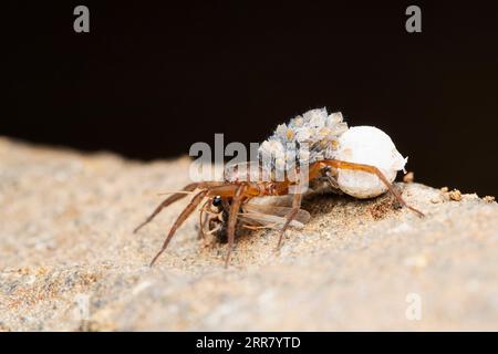 Weibliche Wolfsspinne, die ihre Babys und ihren Eiersack trägt, Pardosa milvina, Satara, Maharashtra, Indien Stockfoto