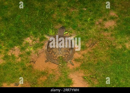 Indische Flapshell-Schildkröte, Lissemys punctata, Satara, Maharashtra, Indien Stockfoto