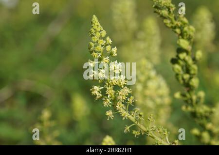 Nahaufnahme der Blüten der gelben Mignonette, der wilden Mignonette (Reseda lutea), der Familie der Resedaceae. Holländischer Garten. Spätsommer, September Stockfoto