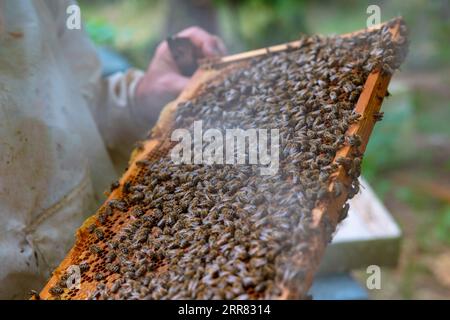Imker oder Imker, der einen Wabenrahmen mit Bienen im Bienenhaus hält. Bienenzucht- oder Imkereikonzept Hintergrundfoto. Stockfoto