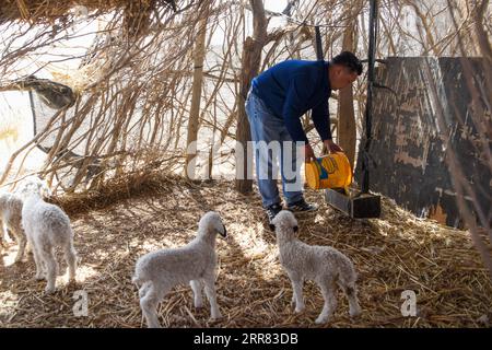 210415 -- YULI, 15. April 2021 -- Baumwollbauer Dilshat Memet ernährt Schafe in einer Tierzuchtkooperative im Dorf Tungqeka der Gemeinde Xingping, Yuli County, Bayingolin Mongolische Autonome Präfektur, Nordwestchina Xinjiang Uygur Autonomous Region, 13. April 2021. Als er 2012 an der Xinjiang University of Finance and Economics graduierte, beschloss Dilshat Memet, in seine Heimatstadt Yuli County zu investieren. Obwohl es auch ein Stellenangebot als Beamter in einer nahegelegenen Stadt gab, klangen die Aussichten auf ein Baumwollgeschäft für Dilshat, der jetzt eine Baumwollfarm besitzt, ansprechender Stockfoto