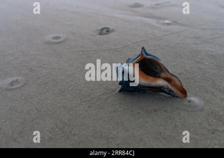 Die Georgia State Shell, eine knochige Schnecke oder Busycon Carica, auf Driftwood Beach, Jekyll Island, Georgien Stockfoto