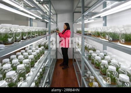 210417 -- CHENGDU, 17. April 2021 -- der Forscher Gu Haiyan untersucht das Wachstum von Holcoglossum-Omeiense-Setzlingen in einem Labor in Leshan, Provinz Sichuan im Südwesten Chinas, 14. April 2021. Als endemische Art im Gebiet des Mount Emei wird Holcoglossum omeiense als gefährdete und Pflanzenarten mit extrem kleinen Populationen PSESP eingestuft. Sie ist in der Roten Liste der chinesischen Arten, der Roten Liste der chinesischen Biodiversität und in seltenen und gefährdeten Pflanzen in China aufgeführt und wird daher als Panda des Pflanzenreiches bezeichnet. Forscher wie Li Cehong und Gu Haiyan widmen sich seit Jahren dem Schutz der Art Stockfoto