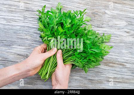 Eine Frau sammelt Petersilie. Frisch geschnittene Petersilie in den Händen eines Bauern Hintergrund auf Holztisch Stockfoto