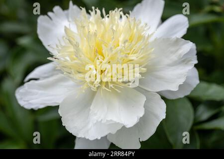 Pfingstrose-Sorte „Honey Gold“. Schöne cremeweiße Blumen mit gelber Mitte, Nahaufnahme Stockfoto