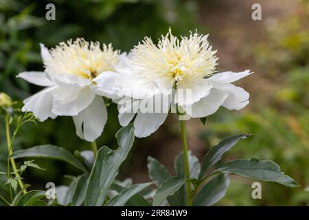 Pfingstrose-Sorte „Honey Gold“. Schöne cremeweiße Blumen mit gelber Mitte, Nahaufnahme Stockfoto