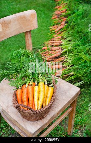 Haufen von frischen, Reifen Bio-Karotten im Garten und Nahaufnahme in einem Korb. Ökologischer Landbau Stockfoto