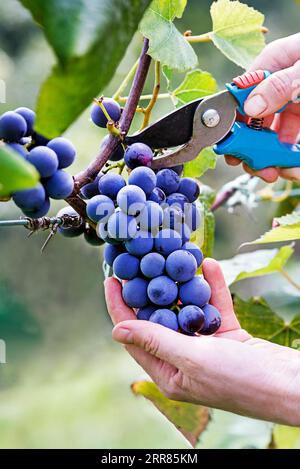 Nahaufnahme der Hände des Mitarbeiters, die während der Weinlese blaue Trauben von Reben schneiden. Trauben. Mit selektivem Fokus auf das Motiv. Stockfoto