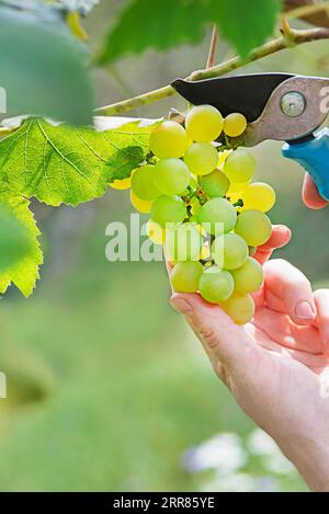 Nahaufnahme des Arbeiters, der während der Weinlese weiße Trauben aus Reben schneidet. Trauben. Mit selektivem Fokus auf das Motiv. Stockfoto