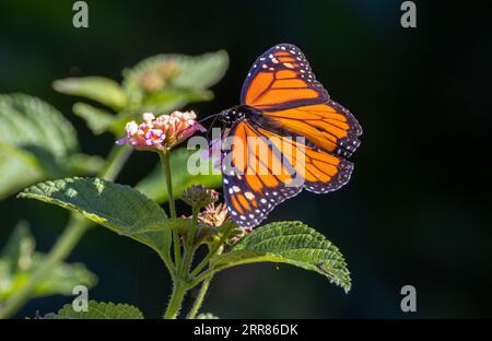 Ein leuchtend orangefarbener und blauer Schmetterling, der auf einer leuchtend grünen Blume thront Stockfoto